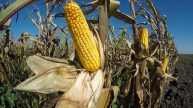 Sarı mısır hasat için hazır