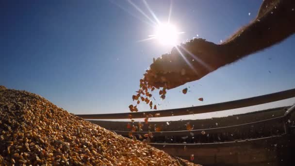 Manos de granjero sosteniendo granos de maíz contra el sol — Vídeo de stock