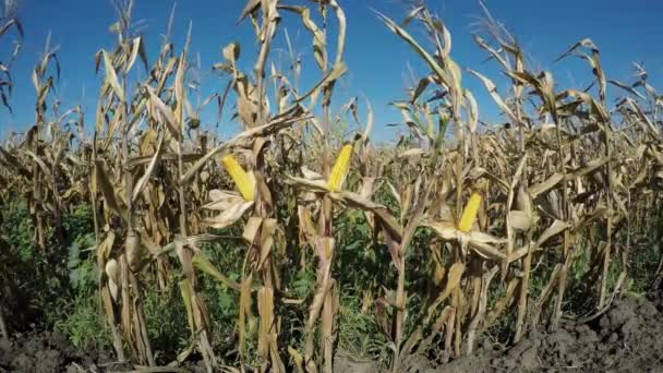 Кукурудзяні поля — стокове відео