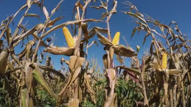 Кукурузное поле с спелой кукурузой на стебле — стоковое видео