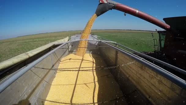 Combine Harvester Unloading Corn — Stock Video