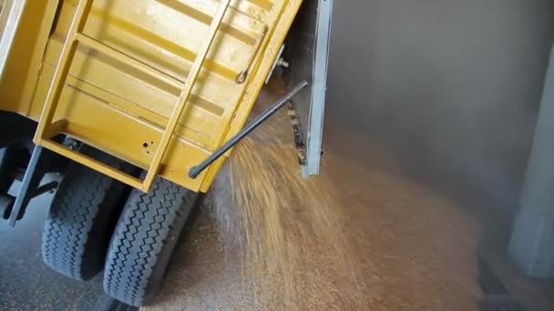 Grains de maïs fraîchement récoltés — Video