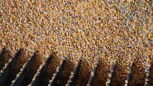 Unloading Freshly Harvested Corn — Stock Video