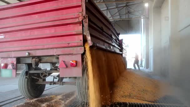 Descarga de maíz en el silo de grano — Vídeo de stock