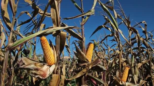 Campo de milho pronto para a colheita — Vídeo de Stock