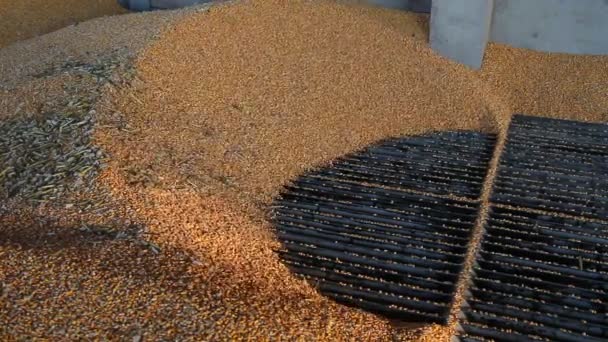 Grain Being Loaded into the Silo — Stock Video