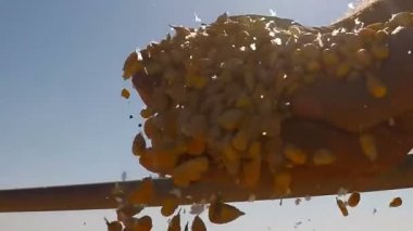 Mısır Kernerls yavaş çekimde dökme eller