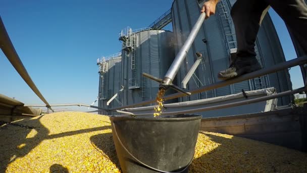 Agricultor tomando muestras de maíz frente a un silo — Vídeo de stock