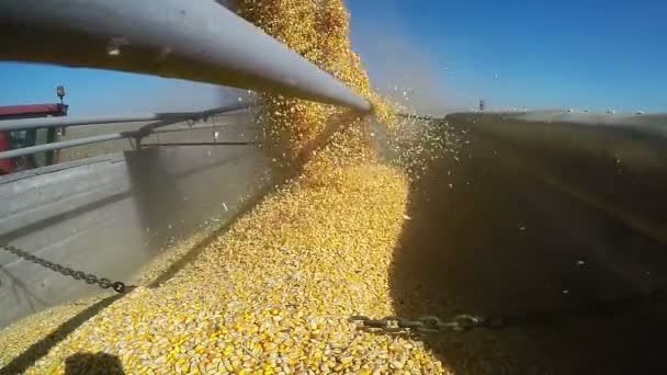 Загрузка кукурузного зерна в медленном движении — стоковое видео