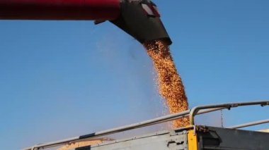 A mısır hasat hasat birleştirmek