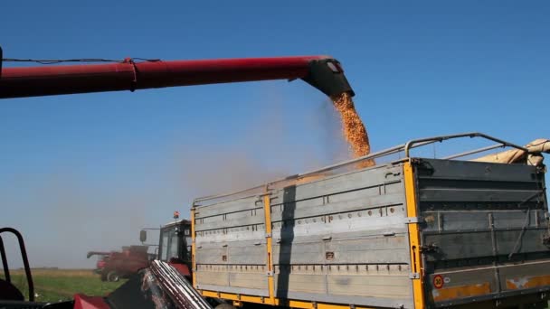 Combiner la moissonneuse-batteuse transférant le maïs à la remorque à grains — Video