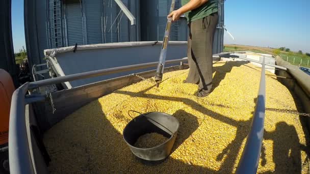 Farmář s Sapmles zrno kukuřice v přívěsu traktoru — Stock video