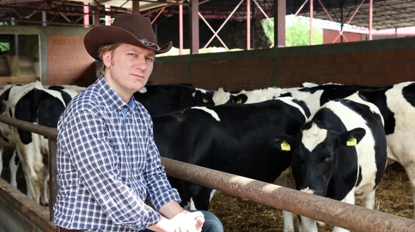 Cowboy és a tehenek — Stock Fotó