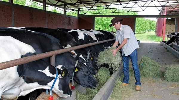 Farmer Feeding Cows — Stock Photo, Image