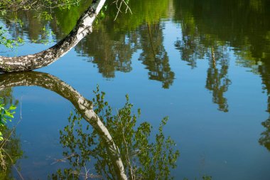 Suya yansıyan eğri bir huş ağacı gövdesi.