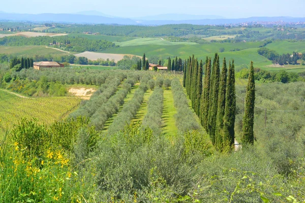 Paesaggio Estivo Toscana — Foto Stock