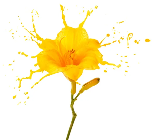 黄色的花飞溅 — 图库照片