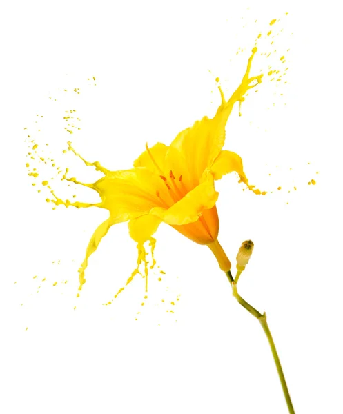 Spruzzi di fiore giallo — Foto Stock