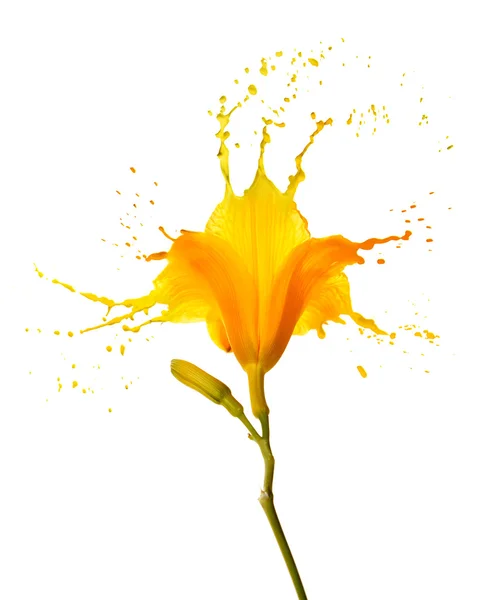 Yellow flower splashes — Stock Photo, Image