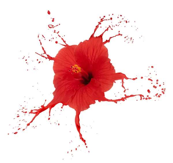 Red hibiscus with splashes — Stock Photo, Image