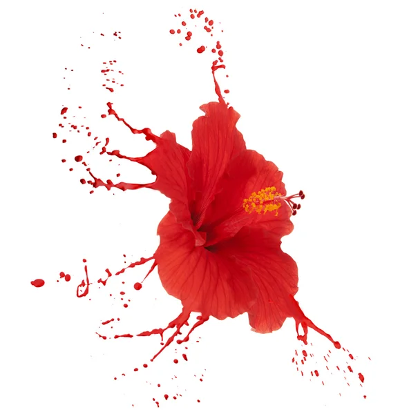 Red hibiscus with splashes — Stock Photo, Image