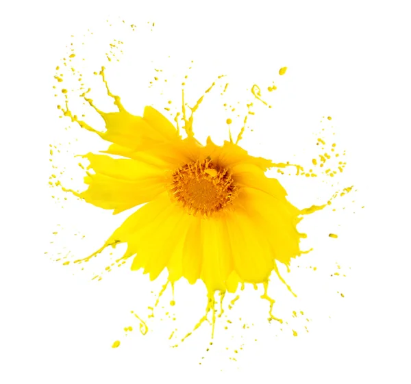 Yellow flower splashes — Stock Photo, Image