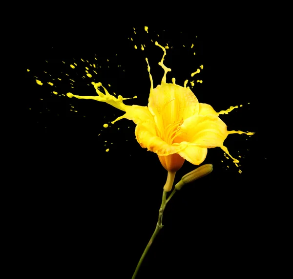 Yellow flower splashes — Stock Photo, Image