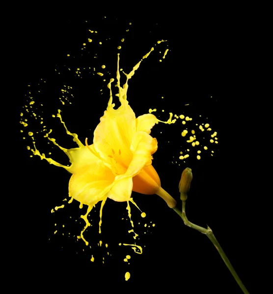 Жовт квітЄ бризки — стокове фото