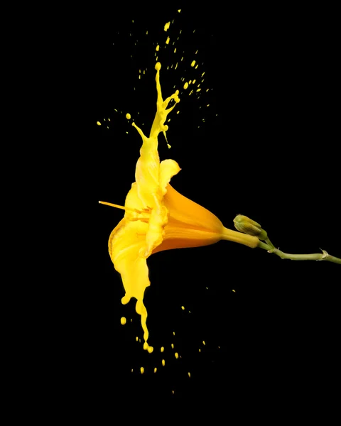 Yellow flower splashes — Stock Photo, Image