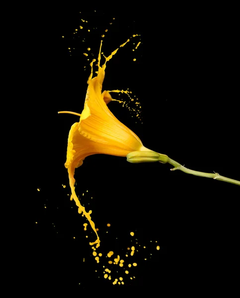 Yellow flower splashes — Stock Photo, Image