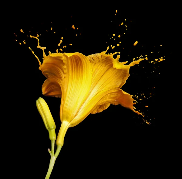 Yellow flower splashes — Stock Photo, Image