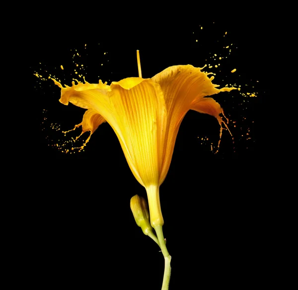Spruzzi di fiore giallo — Foto Stock