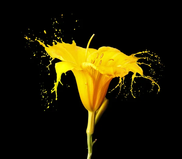 Gele bloem spatten — Stockfoto