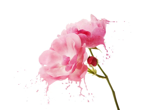 Pink flower splashes — Stock Photo, Image