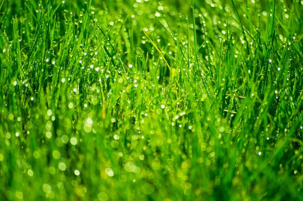 Rocío de la mañana en la hierba — Foto de Stock