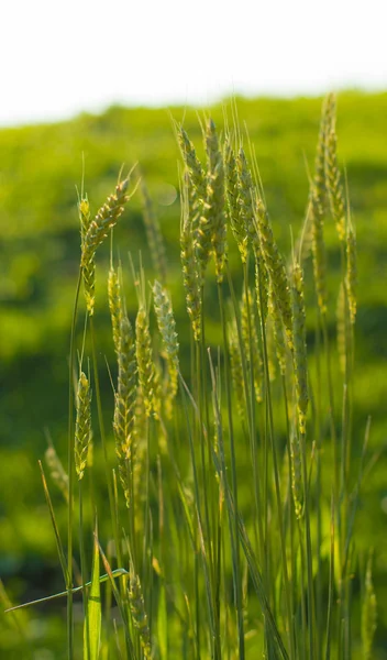 Growing wheat — Stock Photo, Image