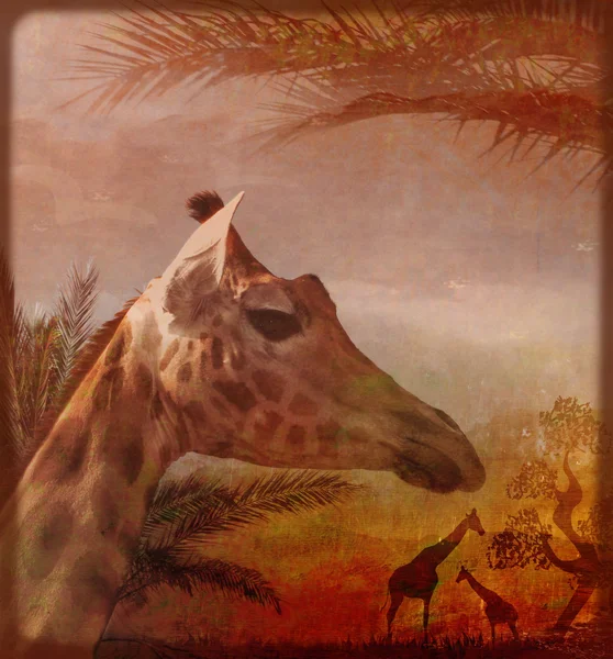 Giraf in zonsondergang licht — Stockfoto