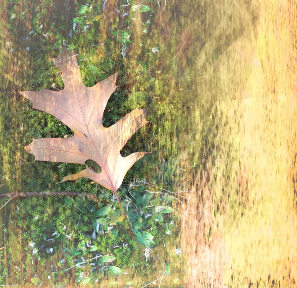 Art feuilles automne fond carte — Photo