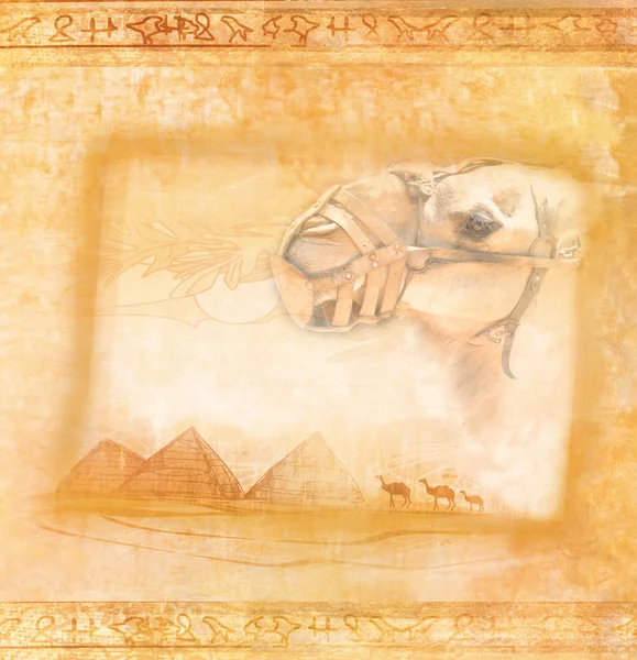 野生非洲骆驼大篷车.抽象的刚架 — 图库照片