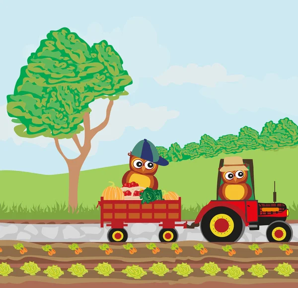 Funny Owl Farmers in tractor — Stock Vector