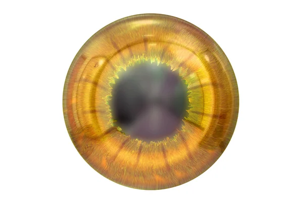 Ojo con iris de color marrón — Foto de Stock