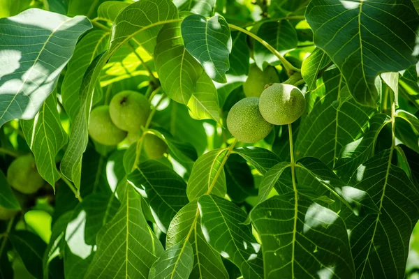 Frutos secos verdes frescos —  Fotos de Stock