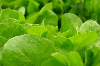 Yeşil marul yaprakları