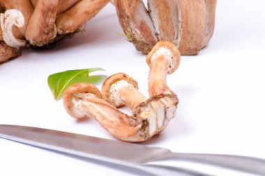 Armillaria mellea beyaz