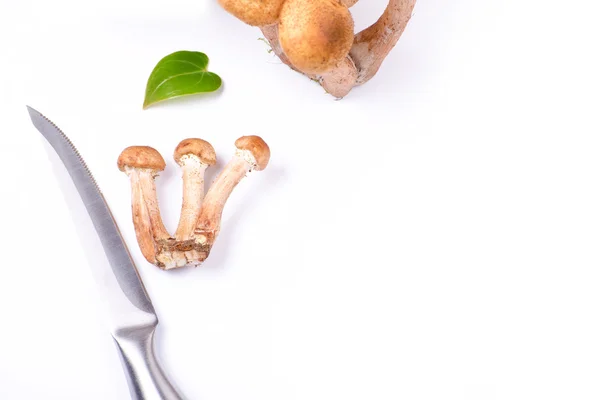 Armillaria mellea and knife — Stock Photo, Image