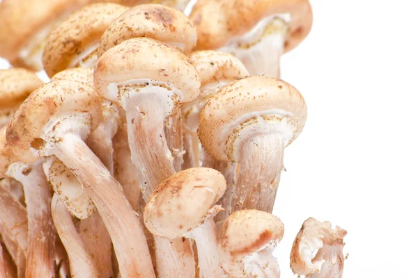 Honey fungus on white — Stock Photo, Image