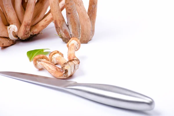 Knife and honey fungus on white — Stock Photo, Image