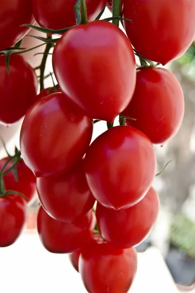 Tomate rouge colorée — Photo