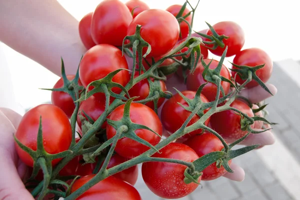 Tomate du jardin — Photo