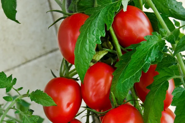 Tomate et feuille — Photo